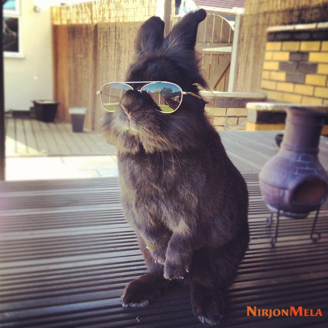 bunny-shades1.jpg