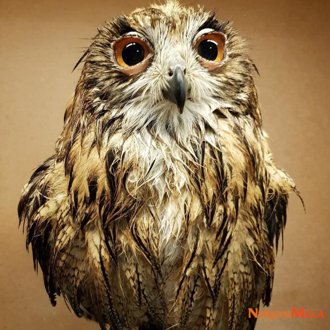 Adorable-wet-owl-baby.jpg