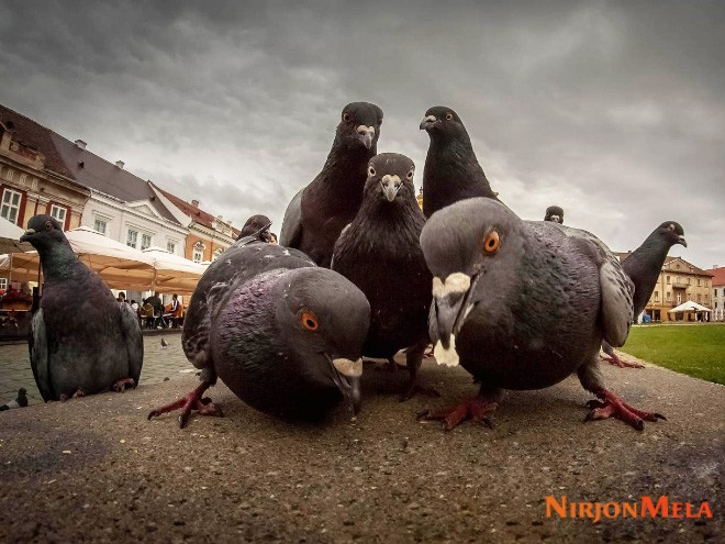 90s-rap-album-cover-done-by-pigeons.jpg