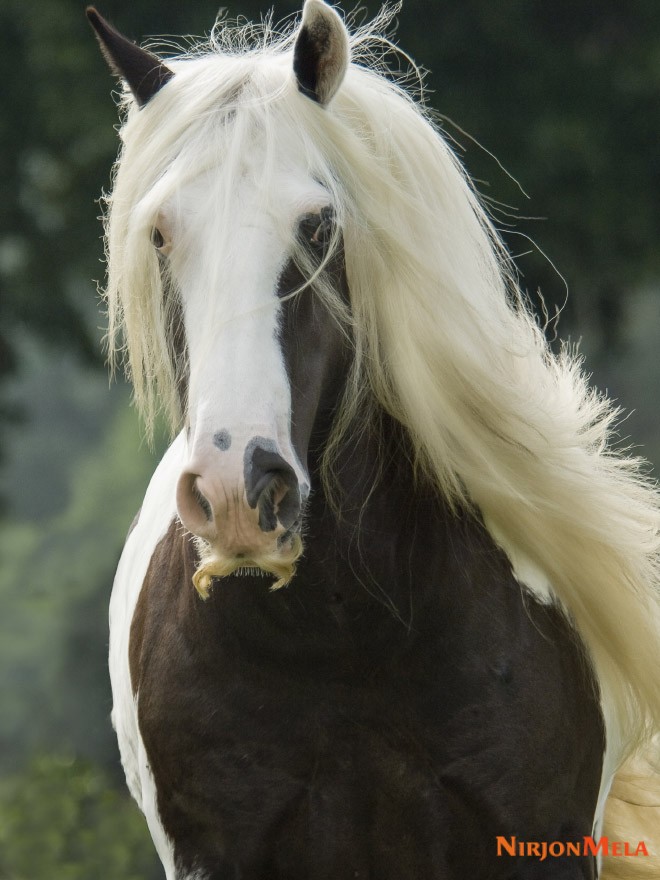 001_Beautiful-horse-mustache.jpg