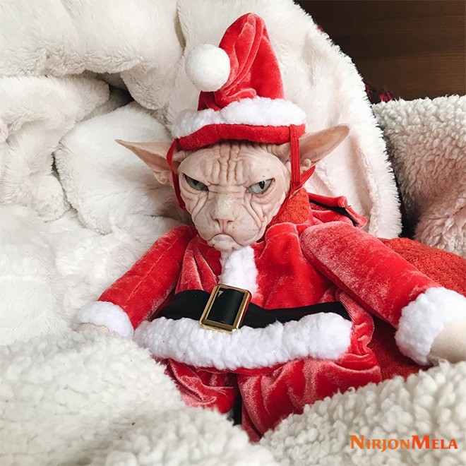 001_Angry-cat-Santa.jpg