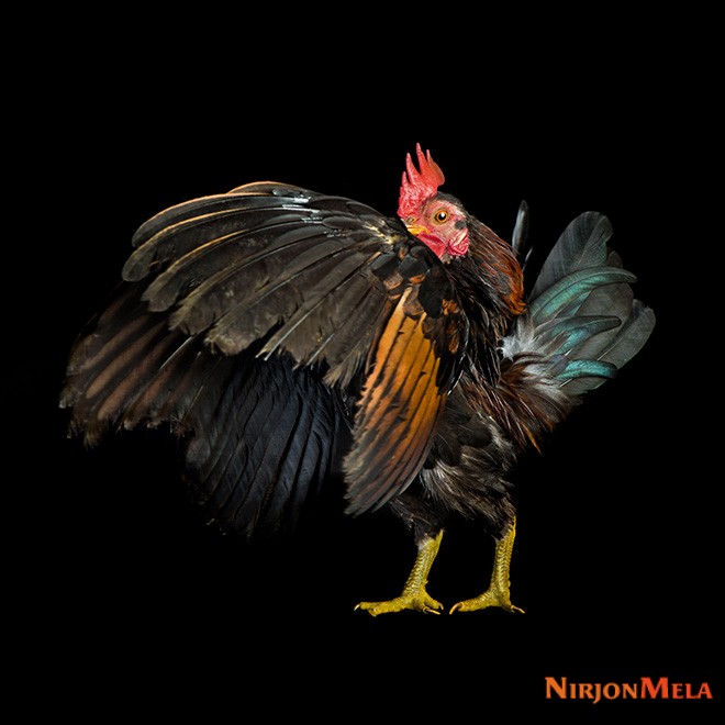 Amazing-beautiful-rooster.jpg