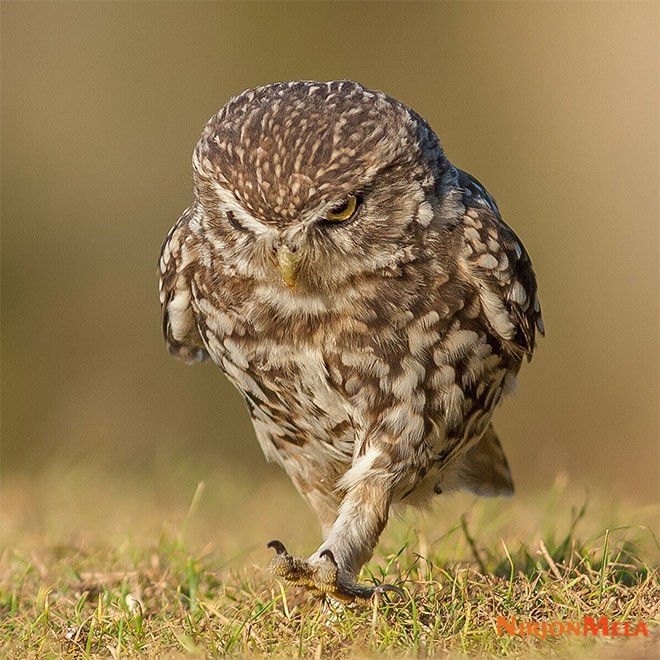 Angry-owl.jpg