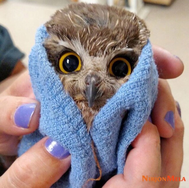 Funny-angry-owl-baby.jpg