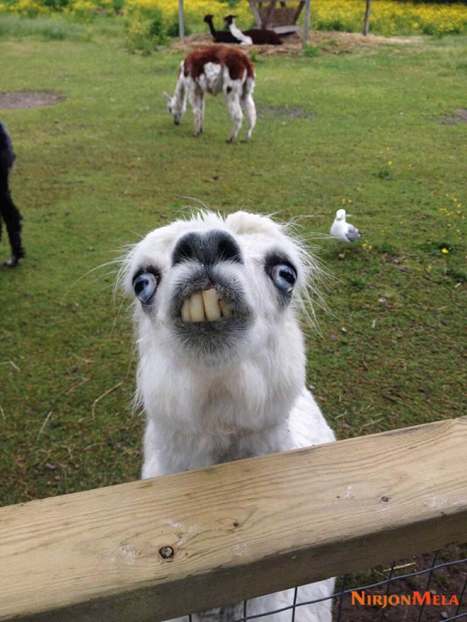 funny-alpacas1.jpg