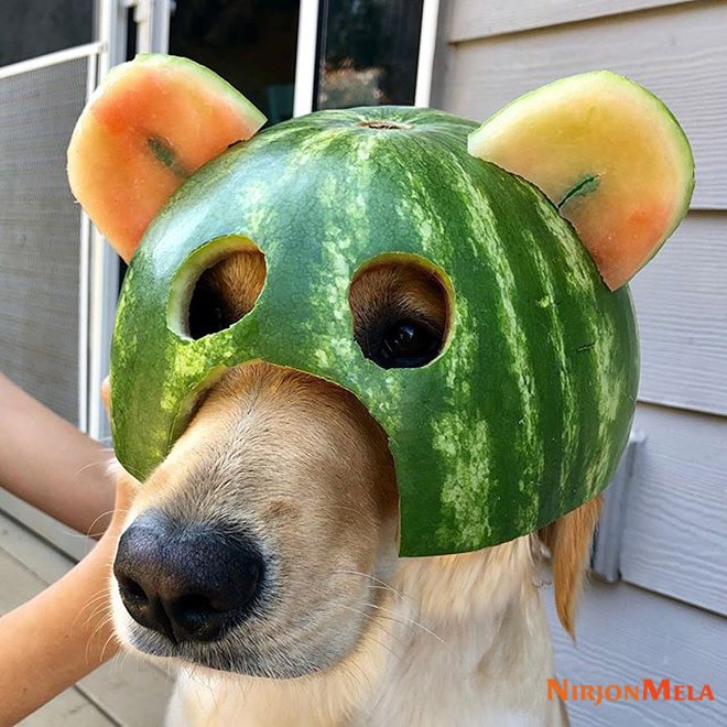 watermelon-hats0001.jpg