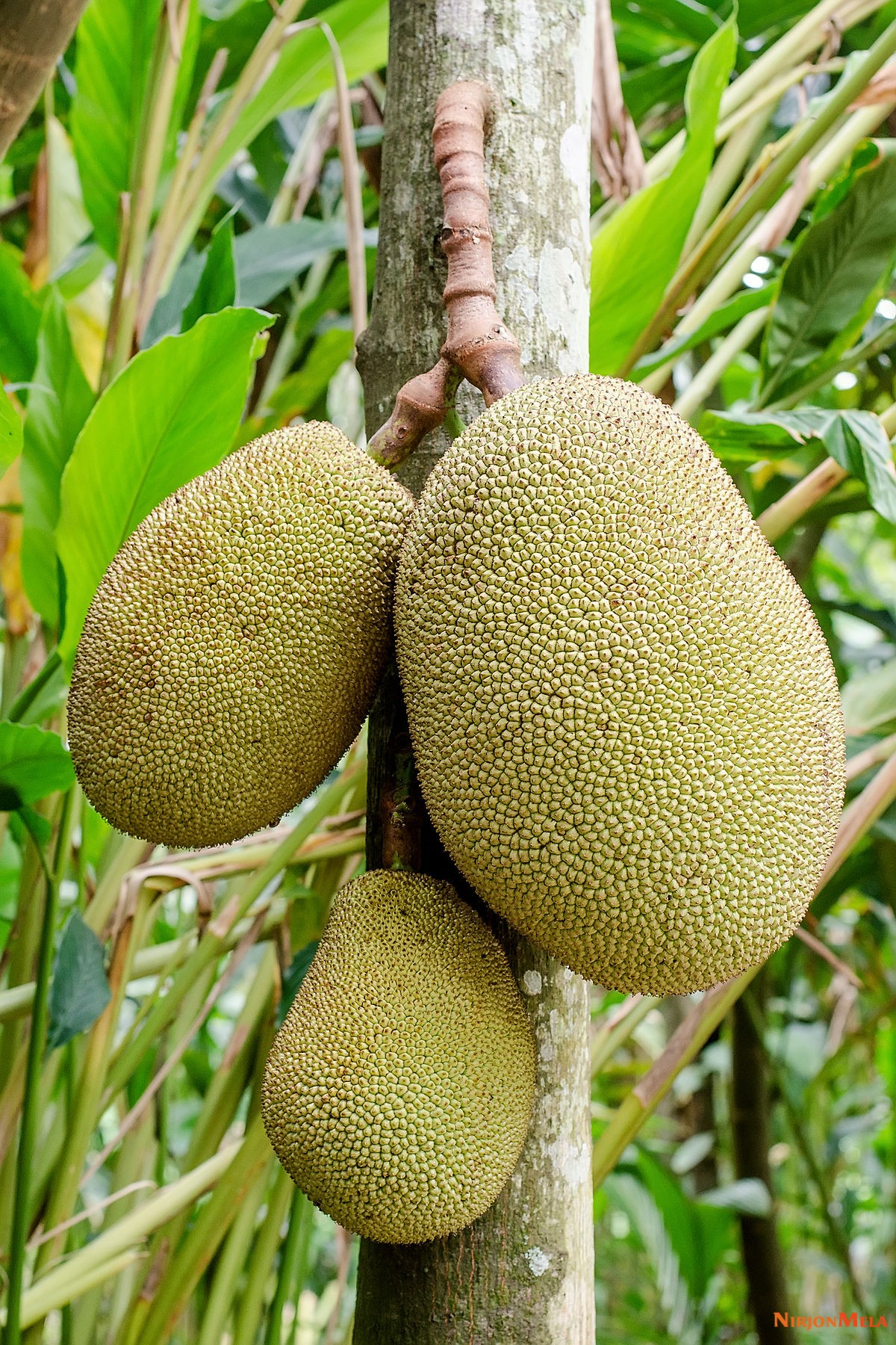 1200px-Jackfruit_hanging.jpg