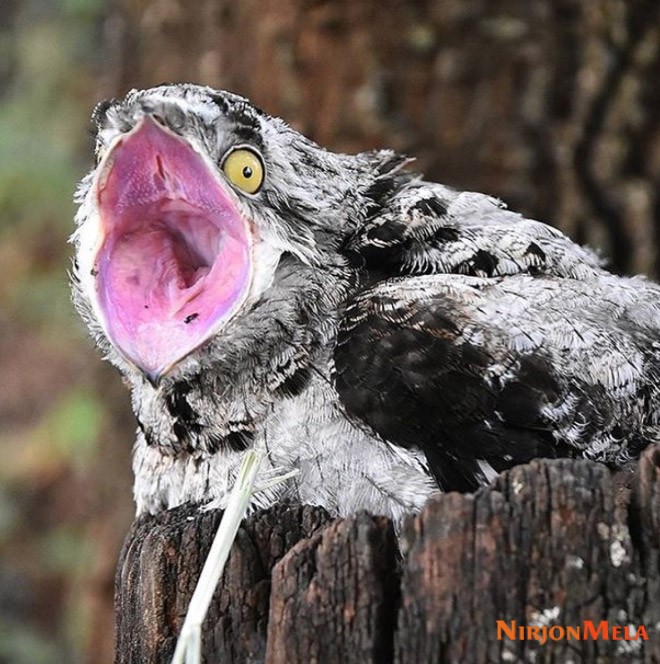 potoo-birds002.jpg