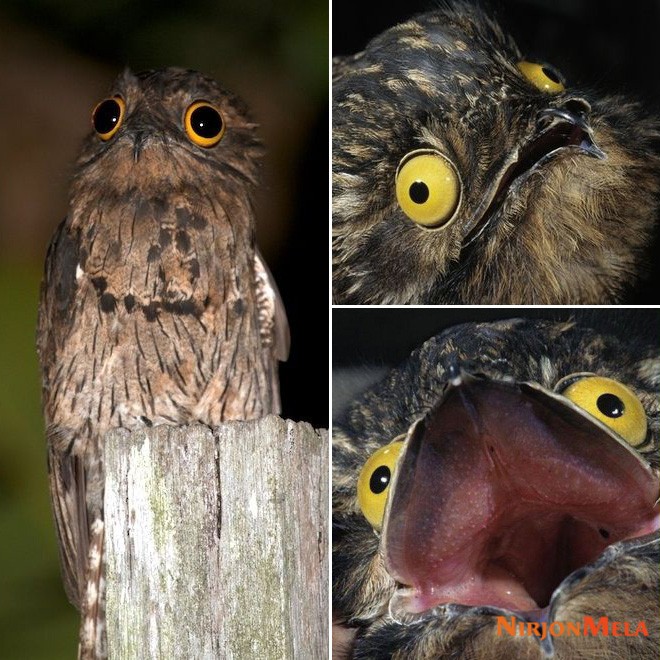 potoo-birds003.jpg