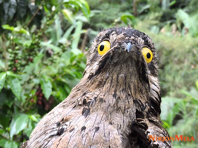 potoo-birds004.jpg