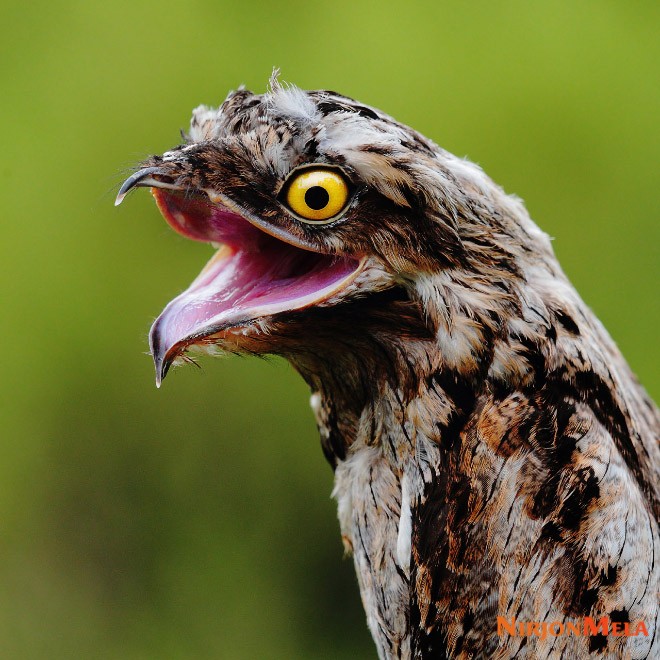 potoo-birds005.jpg