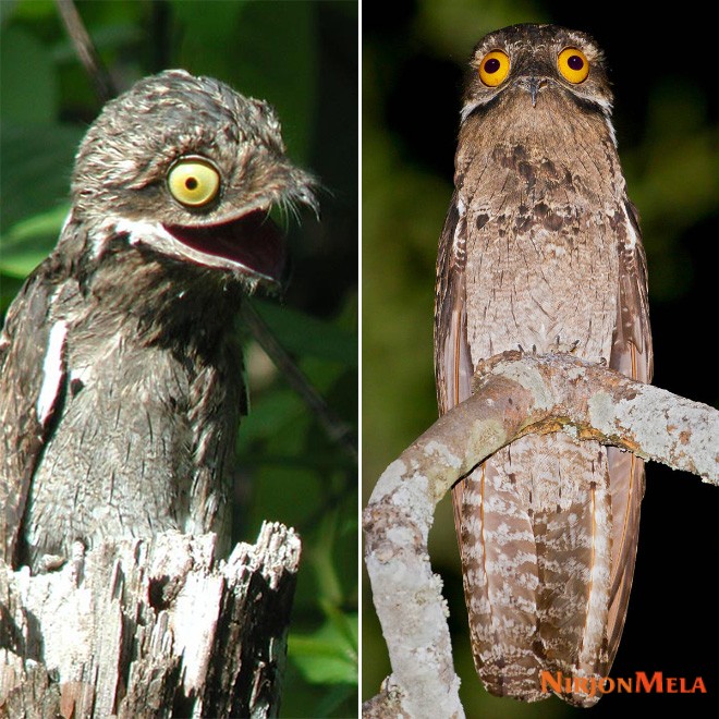 potoo-birds006.jpg