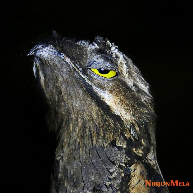 potoo-birds007.jpg