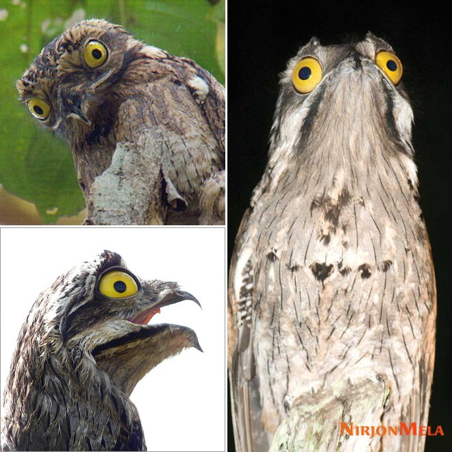 potoo-birds009.jpg