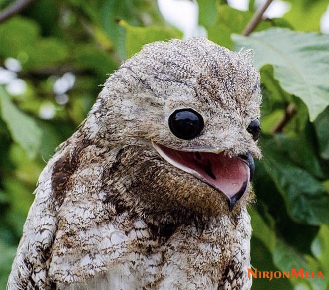 potoo-birds010.jpg