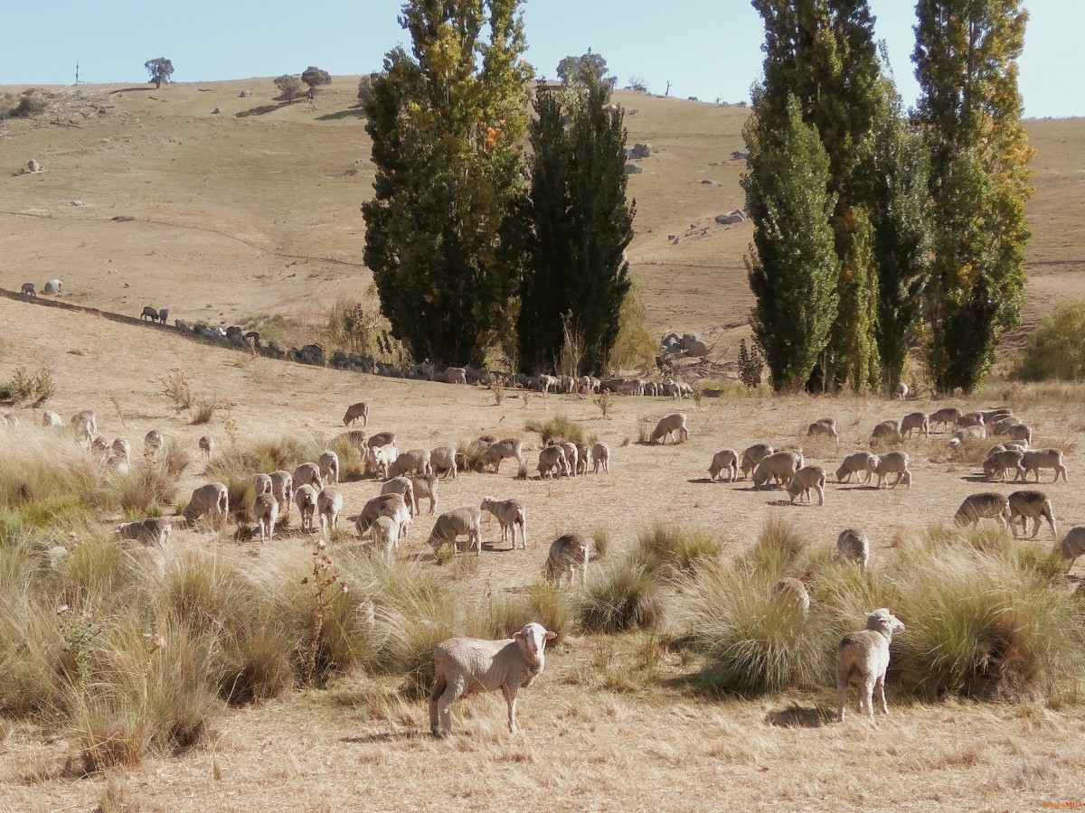 Canberra-66169767b738bdad5.jpg