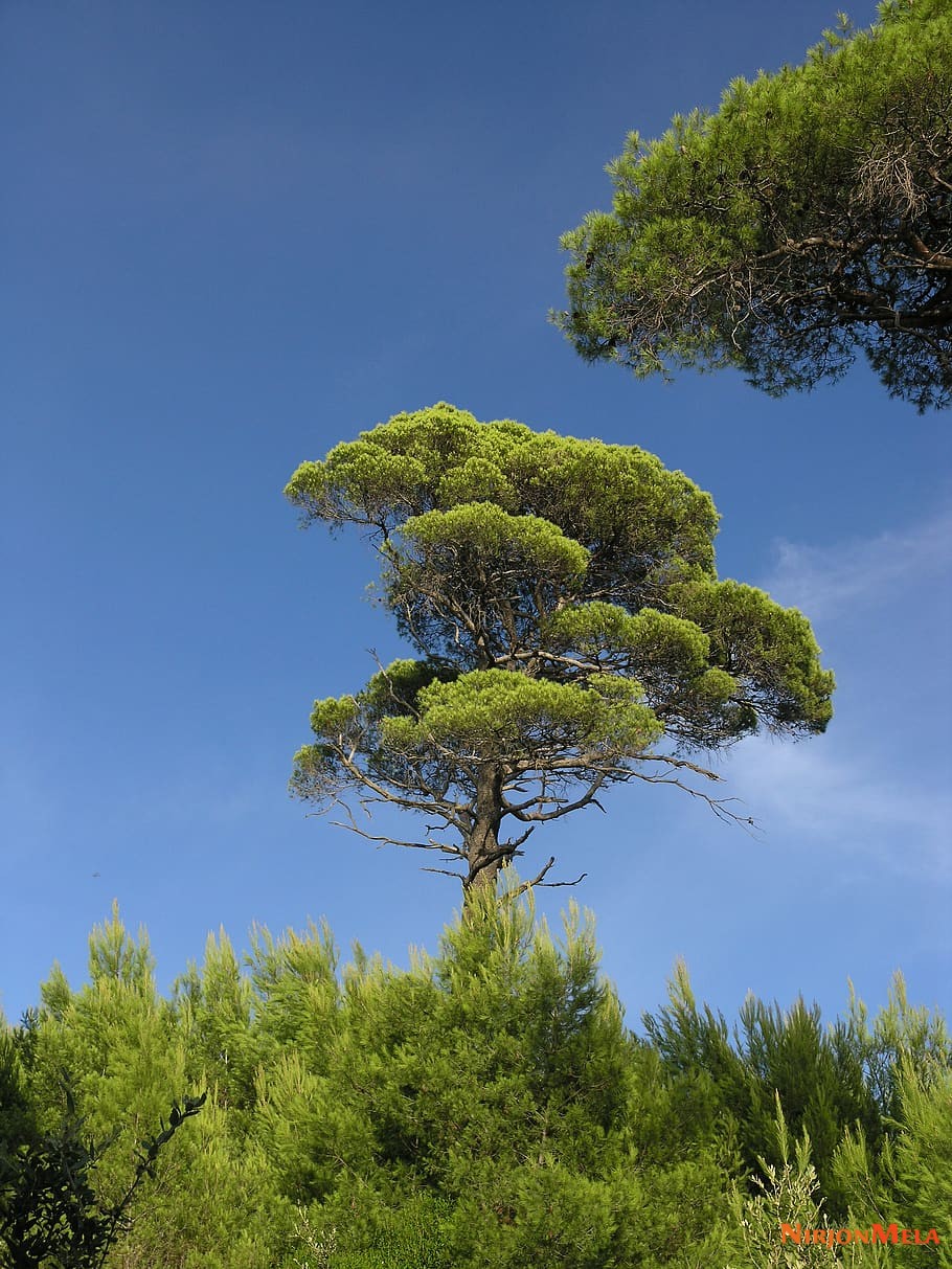 Zlatni_rat_Croatia-35.jpg