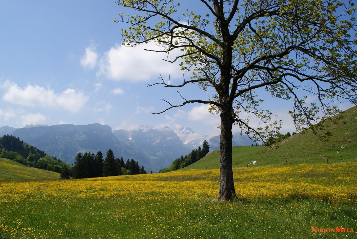 appenzell-1.jpg