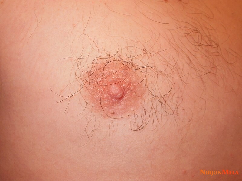 Human_nipple.jpeg